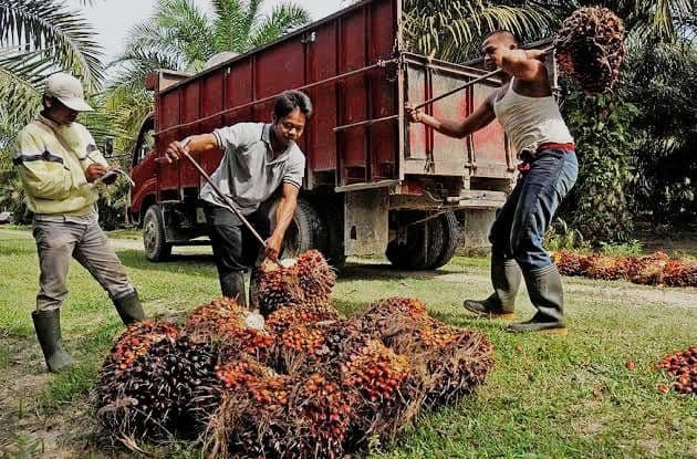 Harga TBS Kelapa Sawit Produktif Kalbar Periode I Oktober Ditetapkan Rp3.442,62/kg