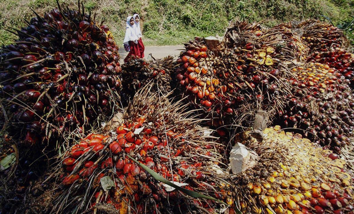 Harga TBS Sumut Turun Dibanding Pekan Lalu, Periode 15-21 Oktober Dibanderol Rp 3.649,38