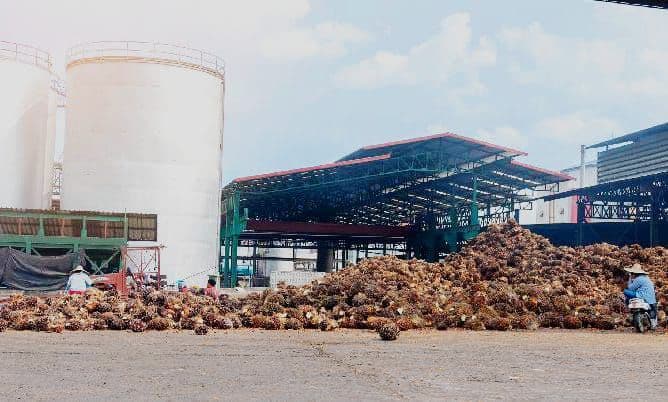 Biodiesel B50, Antara Harapan dan Ancaman bagi Industri Sawit Nasional