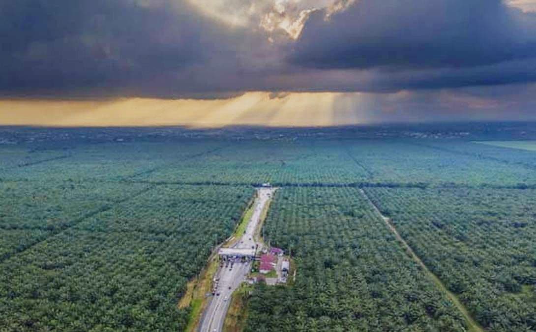 BMKG Rilis Prediksi Hujan November 2025 hingga Januari 2026 untuk Acuan Perkebunan Sawit