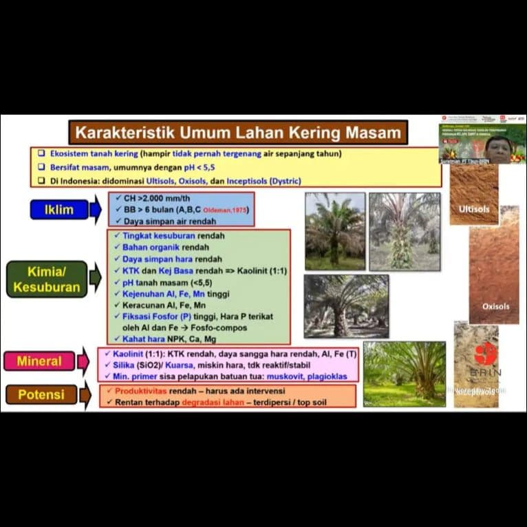 BRIN Dorong Pemanfaatan Lahan Kering Masam: Inovasi Kunci Masa Depan Sawit Indonesia