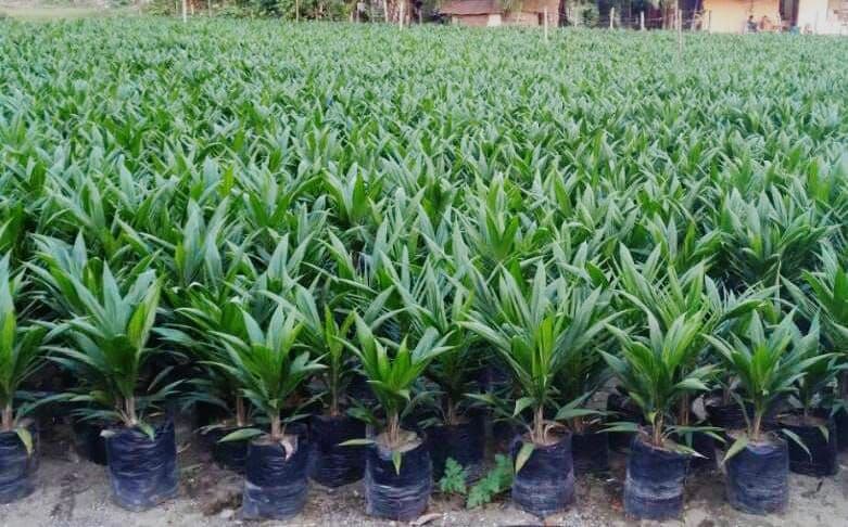 Pemerintah Kaur Luncurkan Program Bibit Sawit Gratis untuk Tingkatkan Kesejahteraan Warga
