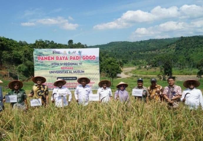 Tumpang Sari Sawit-Padi Gogo di Lahan PSR PalmCo Berhasil Panen