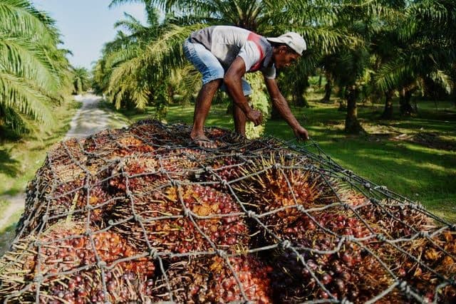 Indonesia Perlu Tawar-Menawar Lebih Kuat untuk Tarif Sawit ke AS jadi 0 Persen Seperti Malaysia