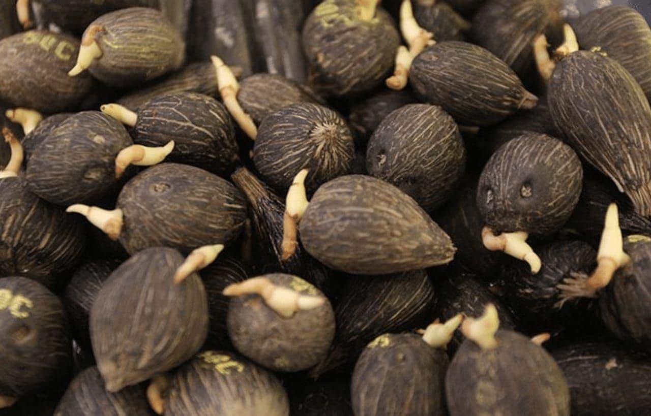 Hati-hati Benih Palsu, Berikut 18 Produsen Kecambah Sawit Rujukan