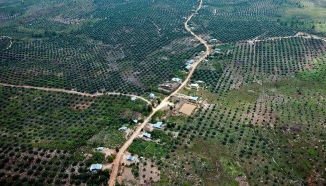 Satgas PKH Masih Buntu Solusi Soal Kasus Sengketa Lahan Sawit Tesso Nilo