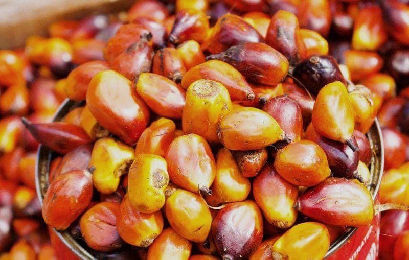 Ekonomi Indonesia Tumbuh 5,04 Persen Per Triwulan 2025, Ekspor Minyak Sawit Turut Berkontribusi