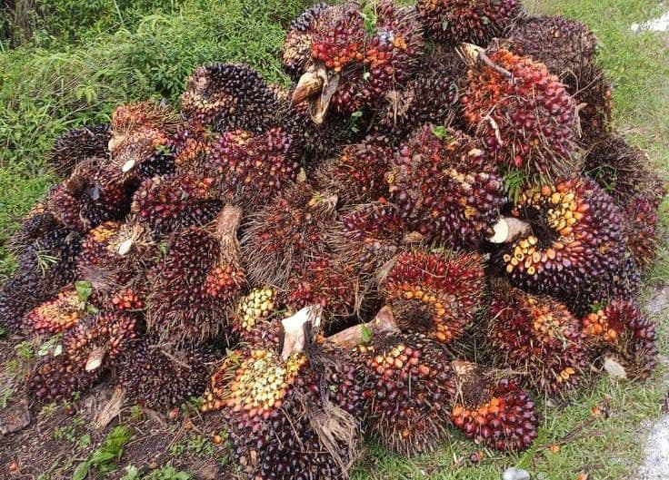 Persaingan Harga TBS Sawit di Kaltim Bikin Petani Swadaya Diuntungkan