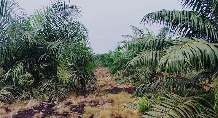 Jangan Keliru Sejak Awal, Ini Lahan yang Cocok untuk Perkebunan Kelapa Sawit