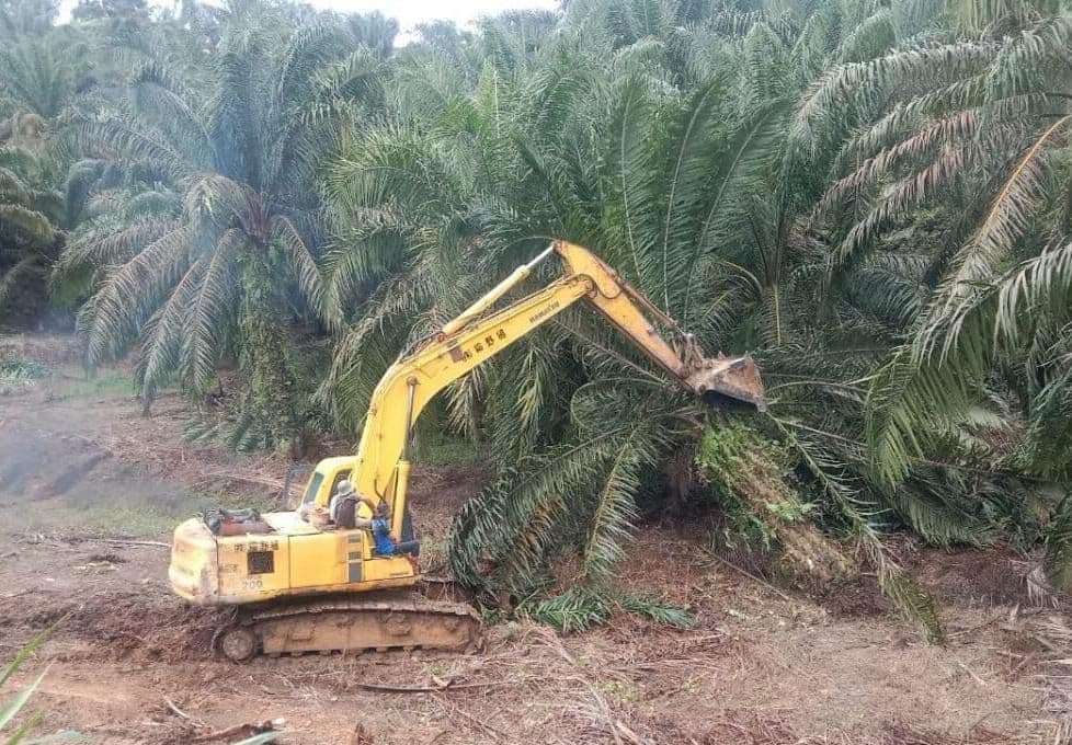 Kontroversi Penertiban Perkebunan Sawit: Keadilan bagi Masyarakat atau Kepentingan Korporasi?