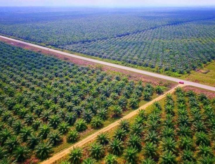 Produktivitas Sawit Hadapi Tantangan Serius, Percepatan PSR Jadi Solusi Utama