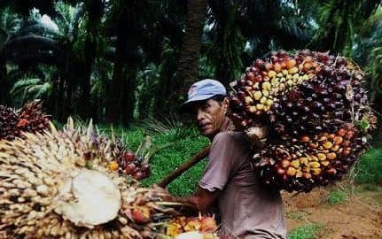 Daftar Harga TBS di 22 Provinsi Penghasil Sawit Periode 3-9 November 2025