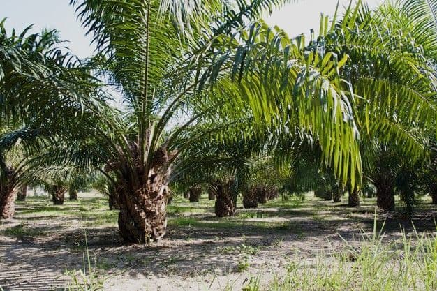 Polemik Realisasi Kebun Plasma Sawit di Kalteng Masih Berlanjut, Sekda Minta Media Jadikan Headline Berita