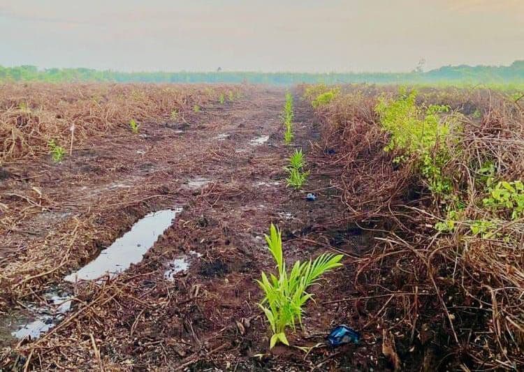 Lahan Gambut Tak Boleh Sembarang Dijadikan Kebun Sawit, Bagaimana Agar Tetap Berkelanjutan?