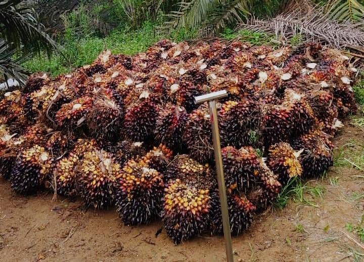 Sawit Jadi Solusi Ketimpangan Ekonomi