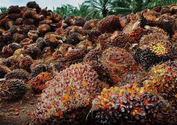 Harga TBS Sawit di Sulawesi Tenggara Periode II November 2025 Ditetapkan Rp 3.132/Kg