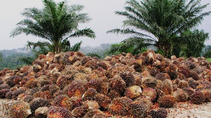 Harga TBS Kelapa Sawit Kemitraan Plasma Riau Periode 26 November – 2 Desember 2025