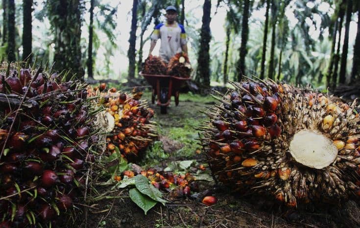 Petani Sawit Labura Menjerit: Harga TBS Terus Anjlok di Tengah Musim Trek