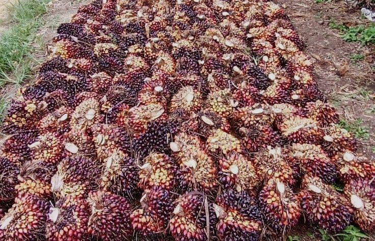 Harga TBS Sawit di Sumatera Barat Periode 22-30 November 2025