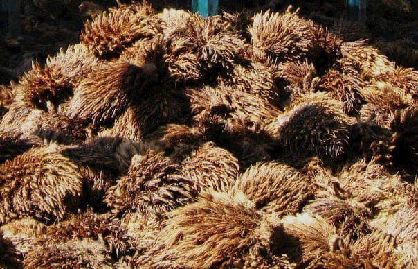 Potensi Tersembunyi Biomassa Kelapa Sawit untuk Masa Depan Berkelanjutan