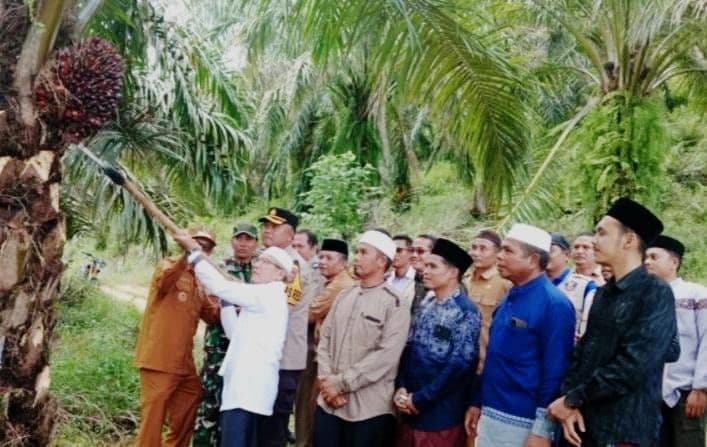 Panen Perdana Sawit Dayah, Wali Kota Subulussalam Dorong Kemandirian Ekonomi Santri