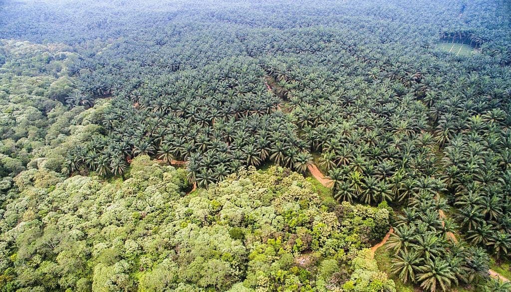 Pemerhati Lingkungan: Banjir di Kawasan Sawit Lebih Dipicu Tata Guna Lahan dan Aktivitas Ilegal