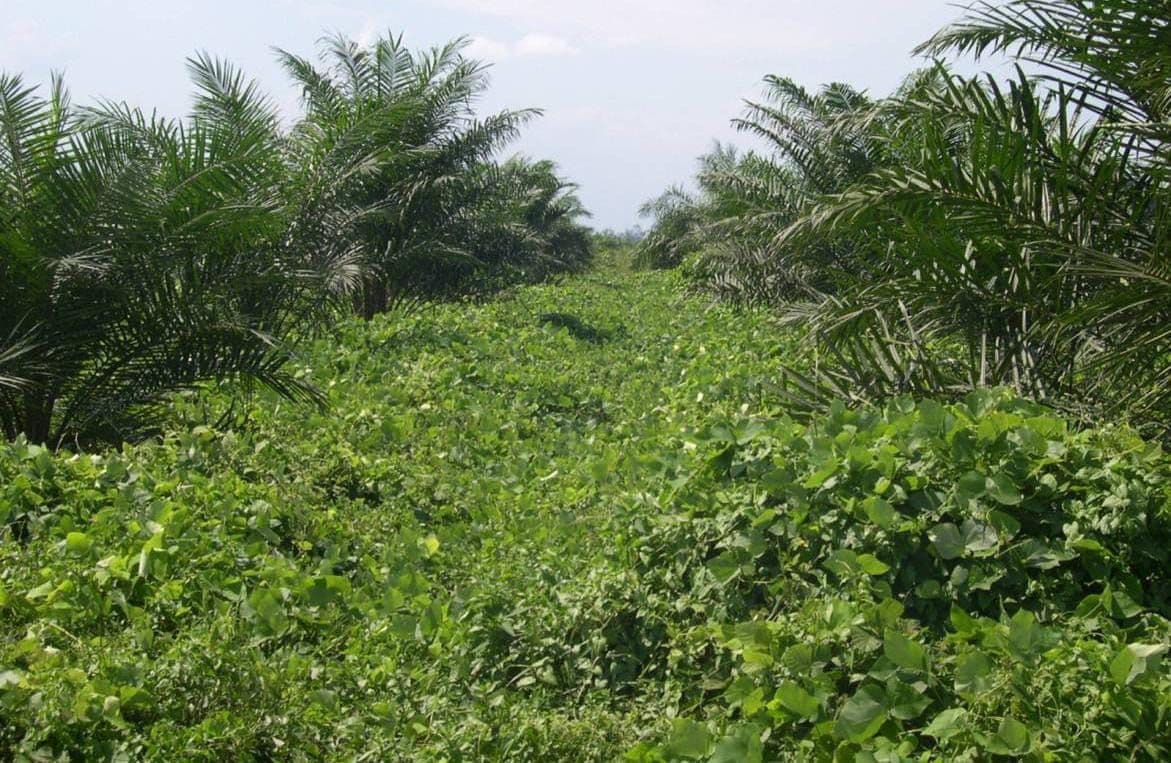 Gulma di Bawah Sawit, Solusi Terlupakan Krisis Pakan Ternak Nasional