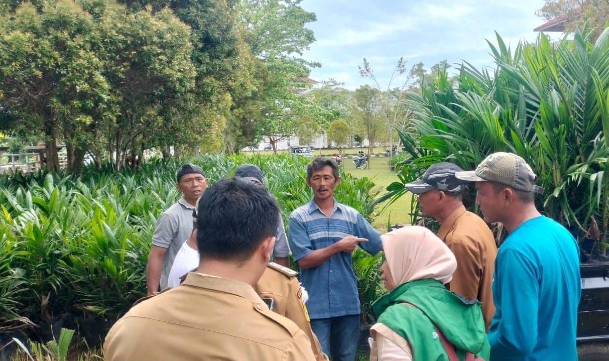 Pemkab Kaur Bagi-bagi 20 Ribu Bibit Sawit Gratis