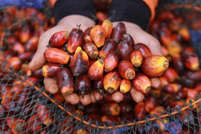 Harga TBS Mitra Plasma Sumut Meningkat Pasca Turun Minggu Lalu