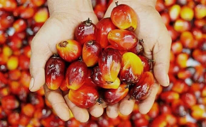 Konflik Timur Tengah Angkat Harga CPO ke Level Tertinggi Setahun