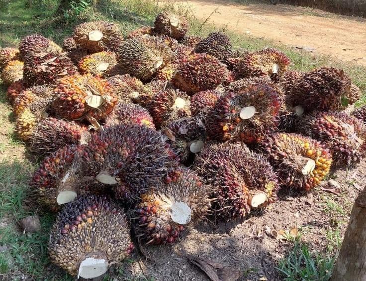 Harga CPO Berjangka Lanjut di Bursa Malaysia Menguat Pekan Ini