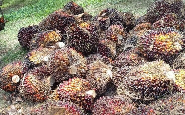 Harga TBS Sumut Periode 15-21 April 2026 Tercatat Turun