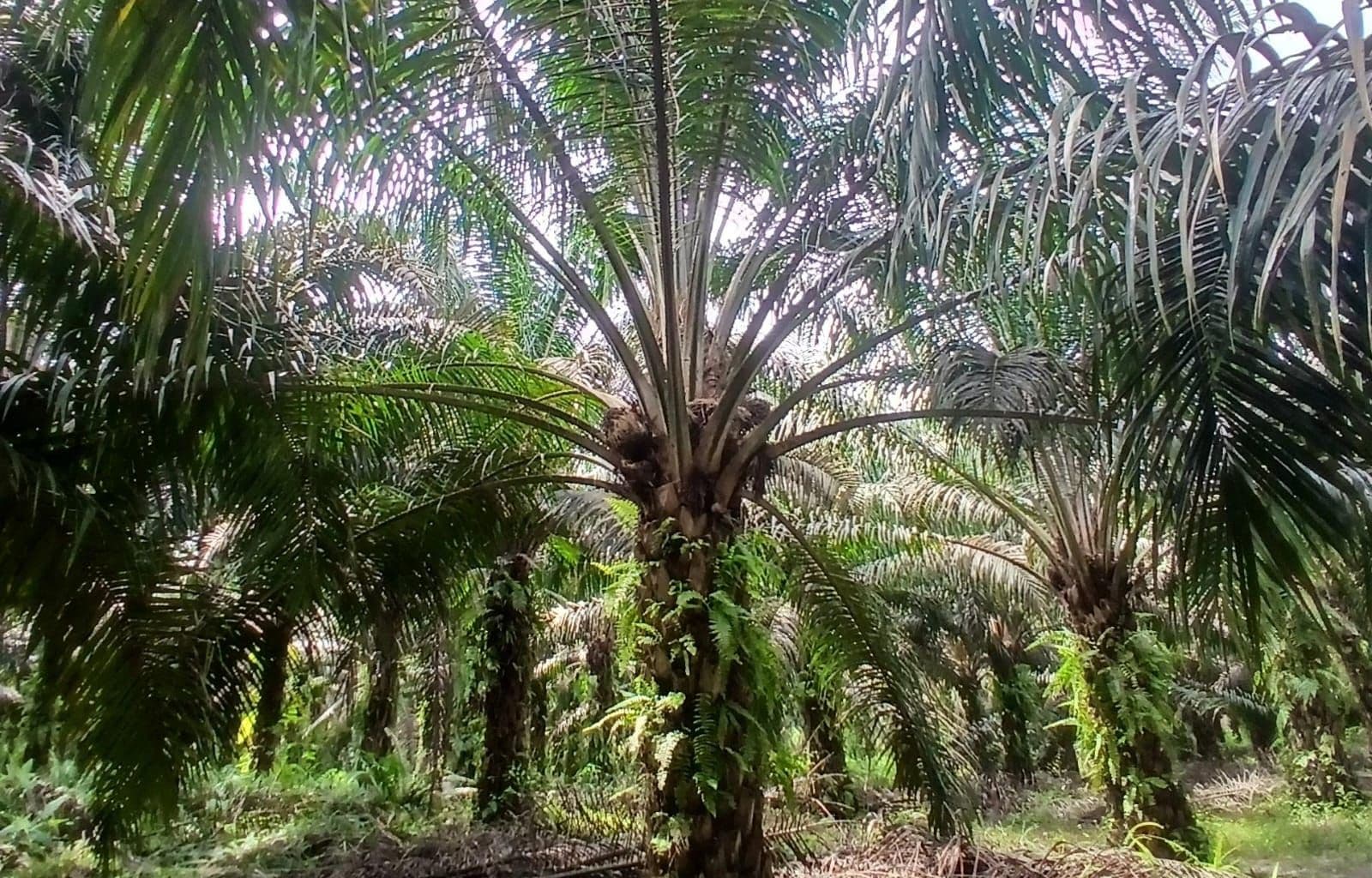 Pustaka Alam: Pajak Air Permukaan untuk Sawit Tak Berlandaskan Hukum dan Justru Langgar UU