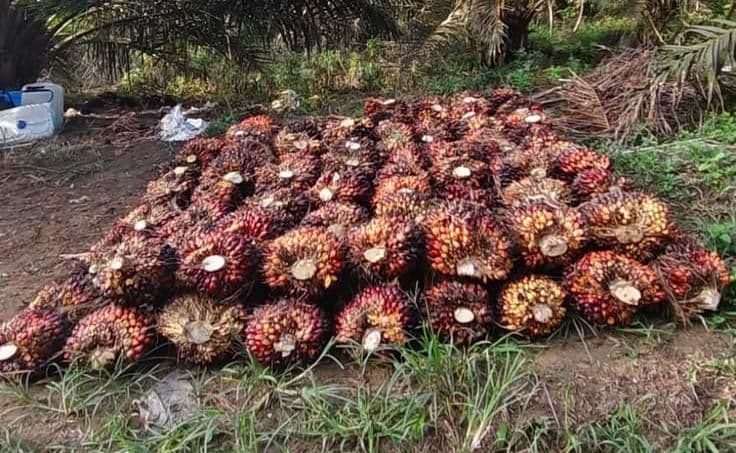 Harga TBS Sawit Papua Periode 1 Mei – 15 Mei: Plasma Capai Rp3.631/Kg, Swadaya Rp3.336/Kg