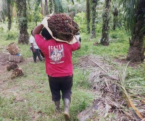 TBS Sawit Terjun Bebas, PASPI Sebut Pasar Bereaksi Berlebihan
