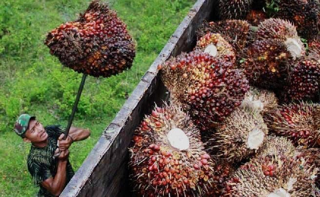 Pemprov Kaltim Minta PKS Tak Rugikan Petani Sawit Pascawacana Ekspor Satu Pintu
