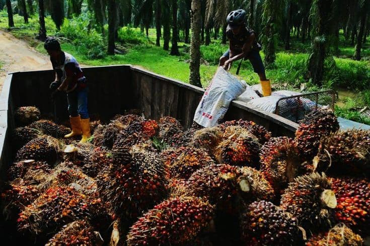 Harga TBS Sumbar Periode 22–31 Mei 2026 Ditetapkan Rp4.005,78/Kg untuk Usia Tanaman 10–20 Tahun