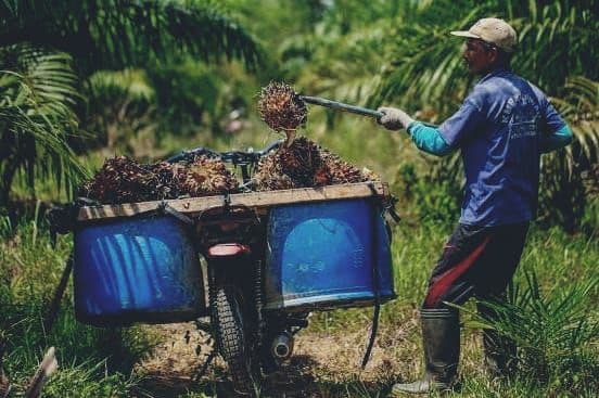 APKASINDO Desak Presiden Bentuk Satgas Nasional Usut Anjloknya Harga TBS Sawit