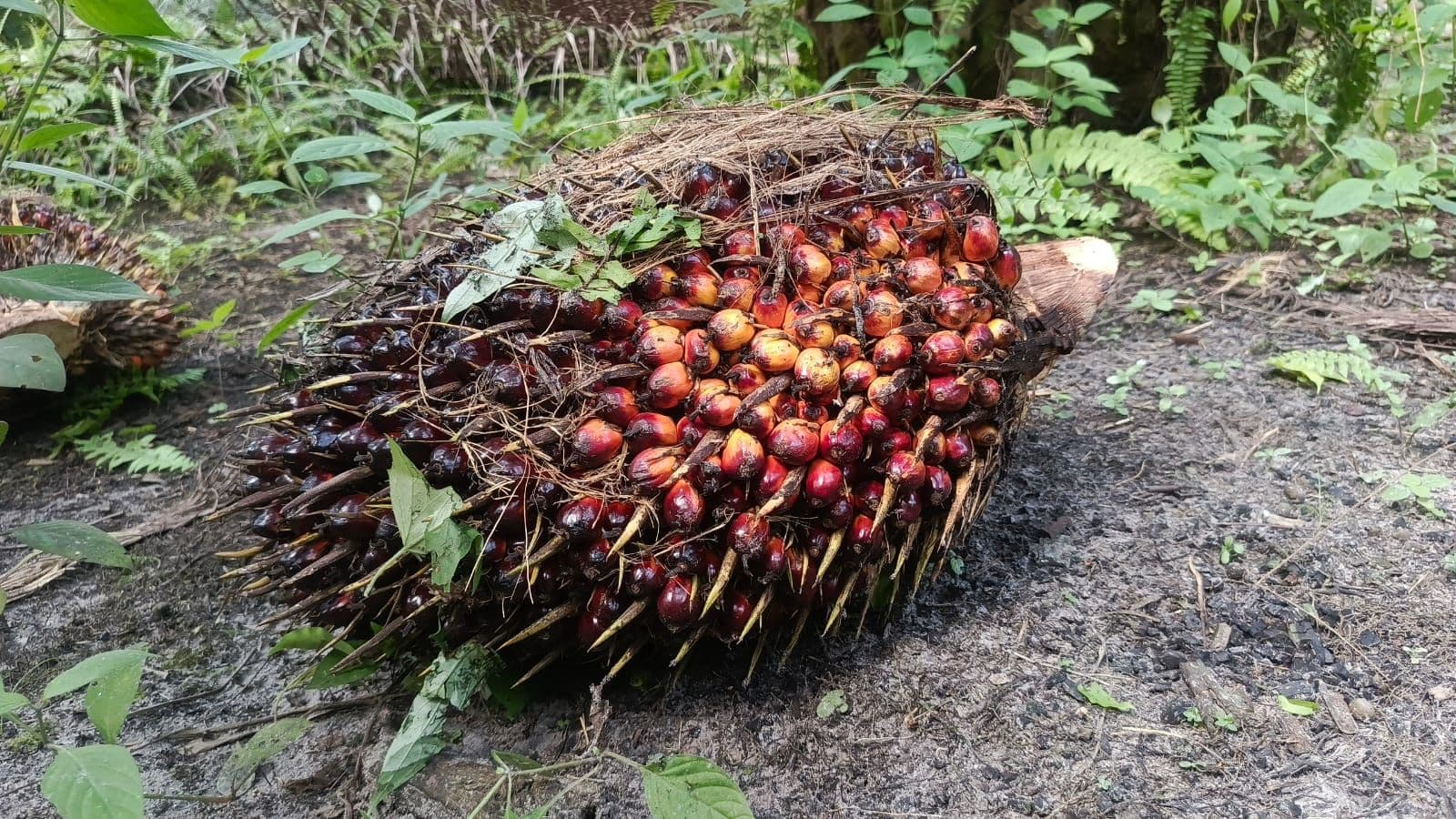 Harga TBS Sawit Kemitraan Swadaya Riau Periode 10-16 Juni Naik Signifikan