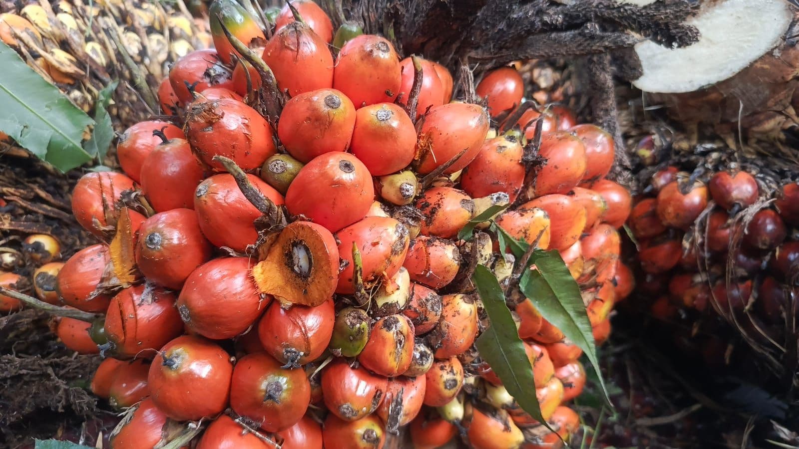 Harga TBS Sawit Sumut Naik, Tembus Rp3.720/Kg untuk Umur Tanaman 10–20 Tahun