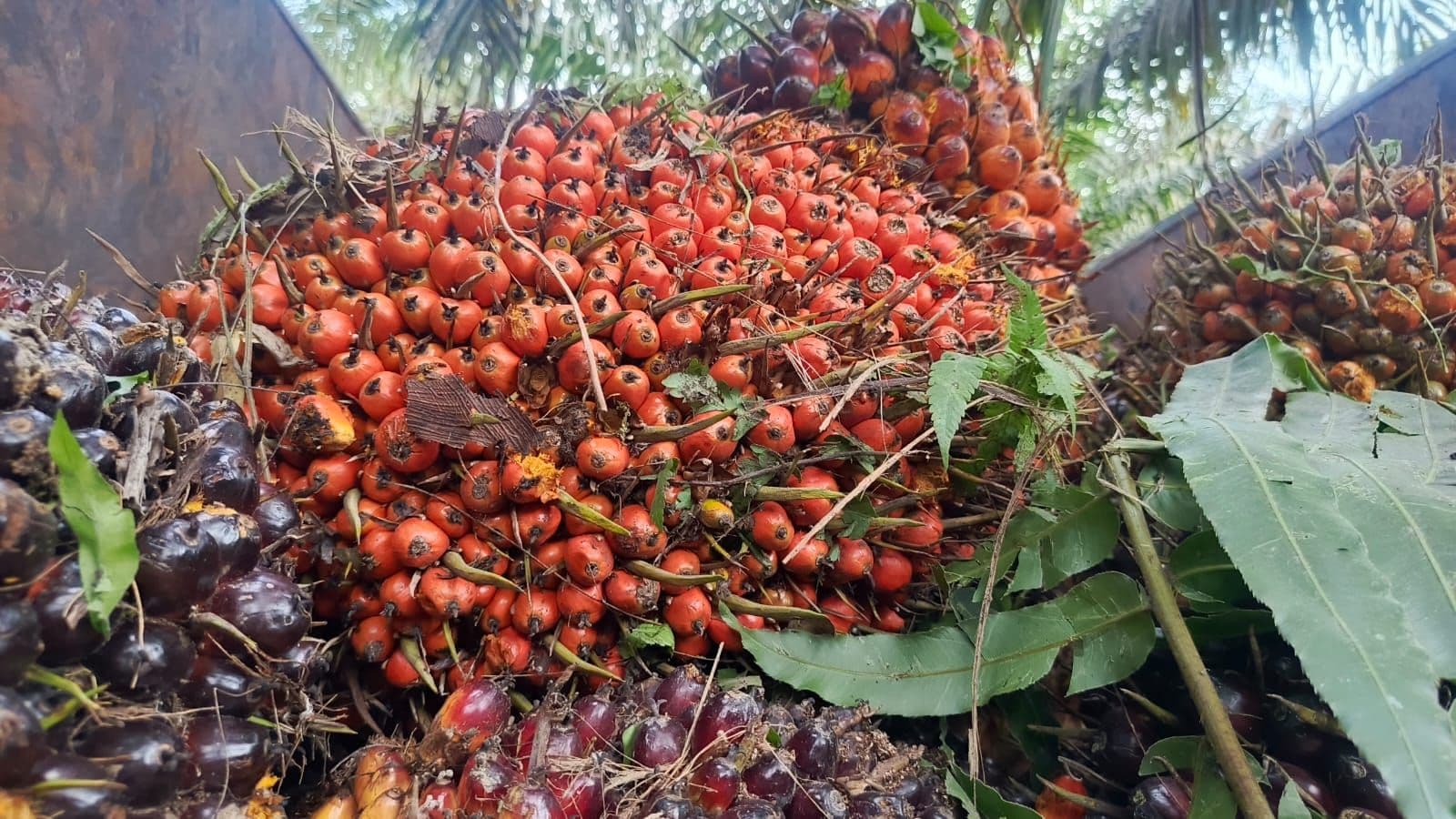 Harga TBS Sawit Sulawesi Barat Periode Juni 2026 Ditetapkan, Tertinggi Tembus Rp3.155,52 per Kg