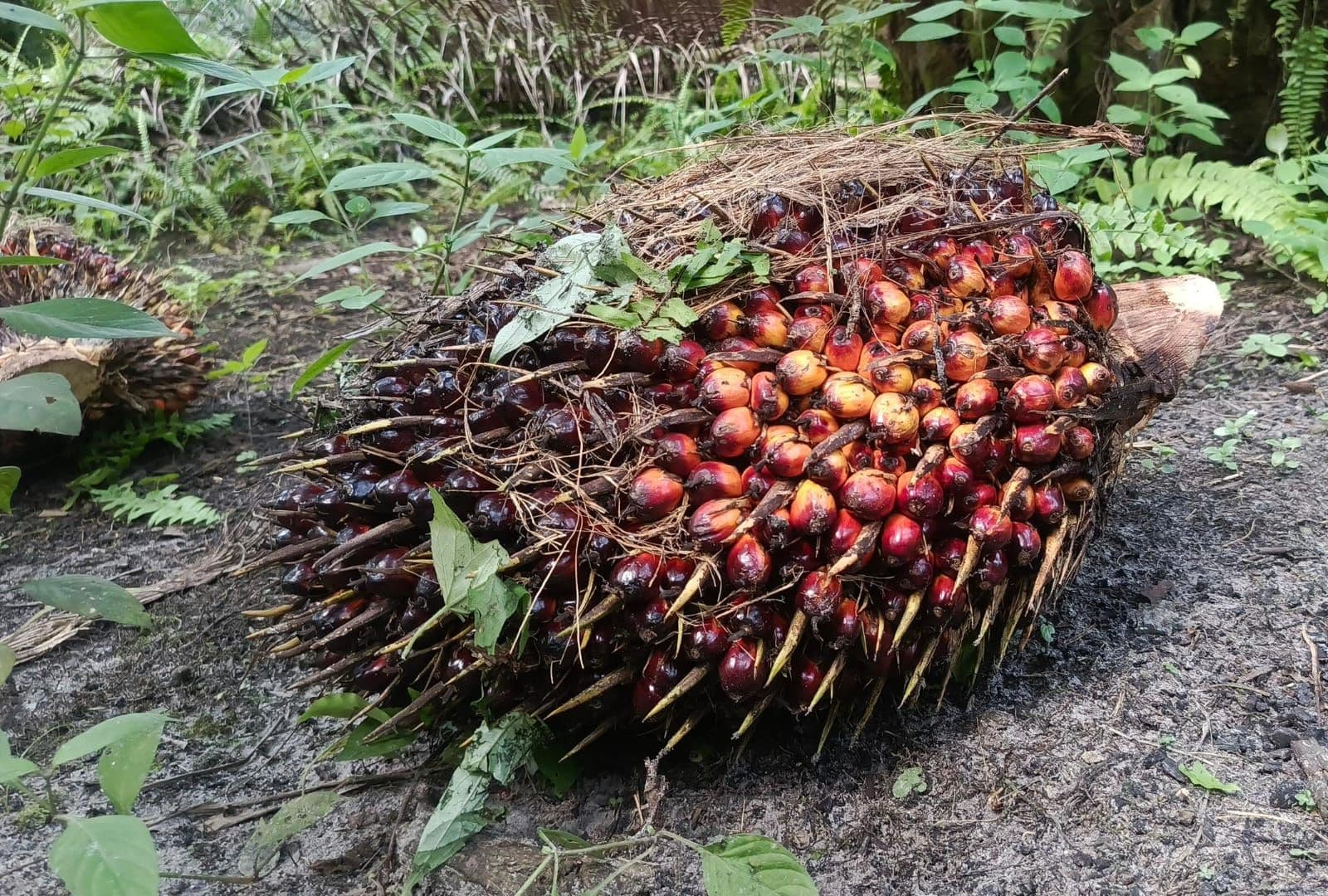 Harga TBS Sawit Kaltim Periode I Juni 2026 Tembus Rp3.403/Kg, Tertinggi untuk Tanaman Umur 10-20 Tahun