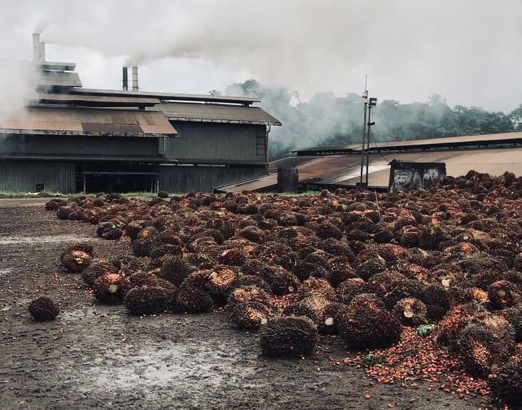 Bupati Kutai Timur Terbitkan Surat Edaran, Perusahaan Sawit Diminta Beli TBS Sesuai Harga Penetapan Pemerintah