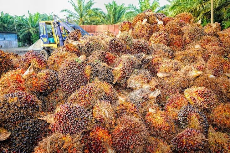 Harga TBS Sawit Plasma Papua Periode 1–15 Juni 2026 Turun Tipis, Tertinggi Usia 21 Tahun Capai Rp3.615/Kg