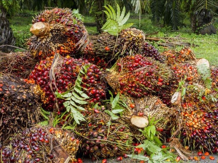 Harga TBS Sawit Mitra Swadaya Papua Periode 1–15 Juni 2026 Turun Tipis, Tertinggi Rp3.373,18/Kg