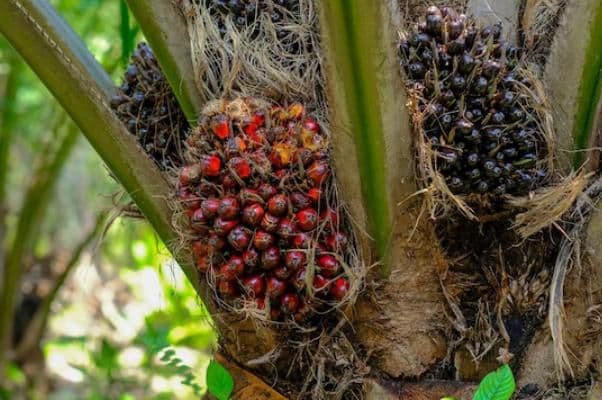Daftar Harga TBS Kelapa Sawit Sulawesi Selatan Periode Juni 2026