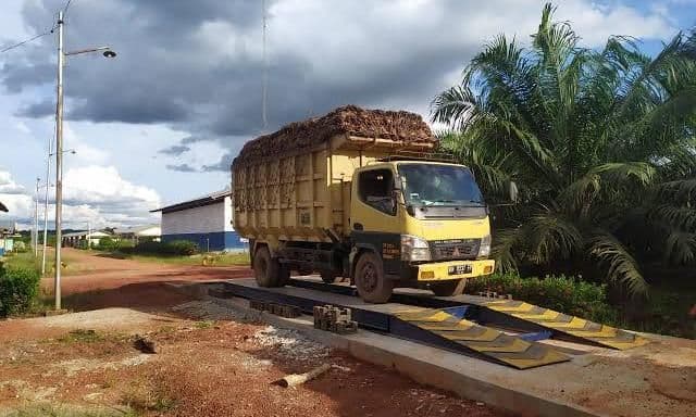 Petani Sawit Bengkulu Terjepit: Harga TBS Turun, Potongan Pengumpul Membengkak