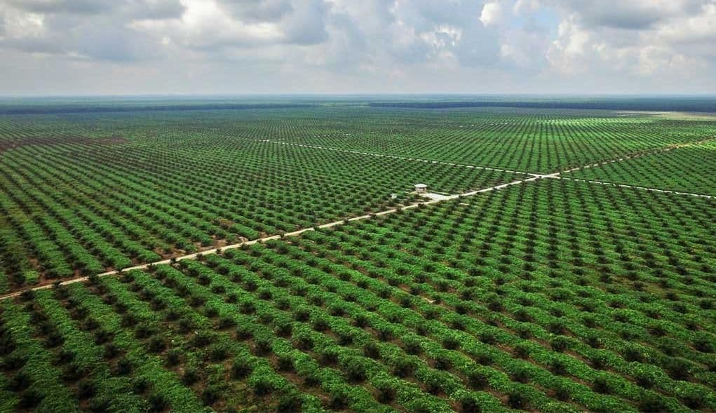Tata Kelola Sawit Rakyat Mandek, Indonesia Terancam Kehilangan Tambahan PDB Rp70,3 Triliun