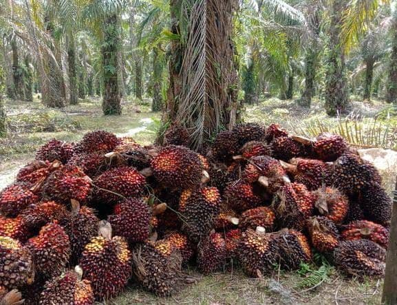 B50 Jalan, Pemerintah Pastikan Ekspor CPO Tetap Terjaga
