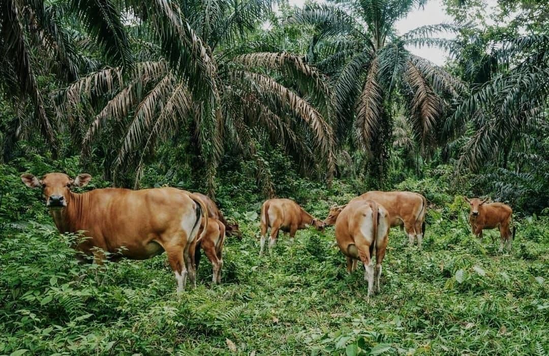 Populasi Sapi Pesisir Meningkat Berkat Integrasi dengan Perkebunan Sawit